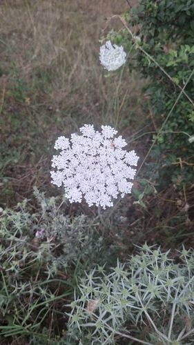 wild carrot