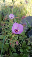 Clarkia arcuata