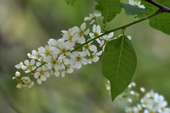 Prunus padus