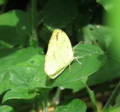 Eurema desjardinsii