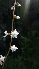 Lithophragma parviflorum