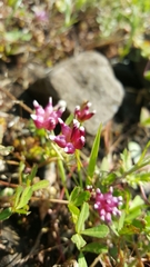Trifolium depauperatum