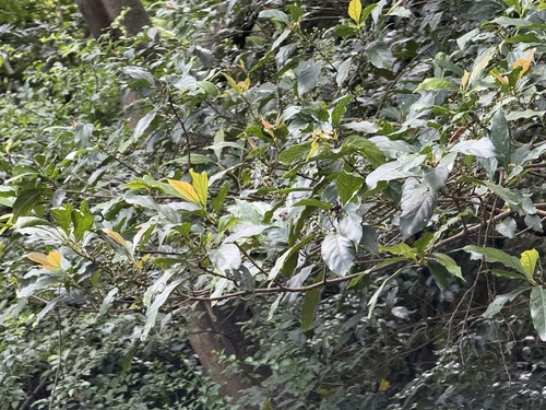 Aidia cochinchinensis observed 2026-07-19