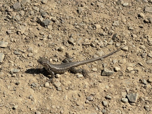 iNaturalist observation photo of Common Sagebrush Lizard
