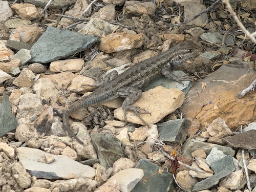 iNaturalist observation photo of Common Sagebrush Lizard