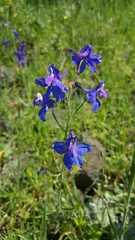 Delphinium patens