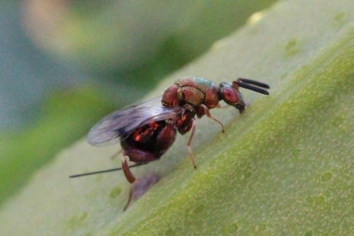 Torymus cupreus