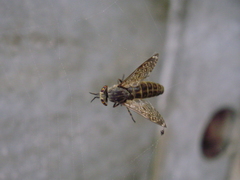 Haematopota pluvialis