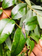 Helicarionoidea