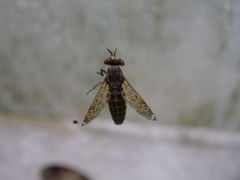 Haematopota pluvialis