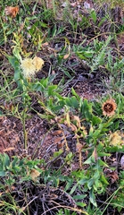 Rhaponticoides ruthenica, photograph (c) Анна Митрошенкова, some rights reserved (CC BY)