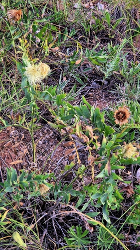 Rhaponticoides ruthenica, photograph 4