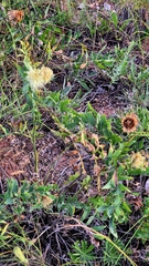 Rhaponticoides ruthenica, photograph (c) Анна Митрошенкова, some rights reserved (CC BY)