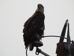 Haliaeetus leucocephalus