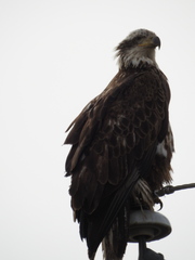 Haliaeetus leucocephalus