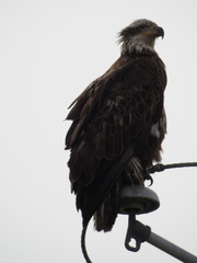 Haliaeetus leucocephalus