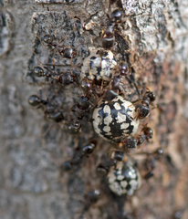 Eulecanium cerasorum