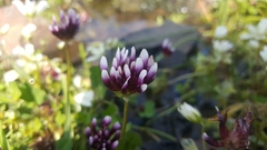Trifolium variegatum