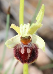 (c) Lídia Carrera, some rights reserved (CC BY) Ophrys sphegodes, photograph (c) Lídia Carrera, some rights reserved (CC BY)