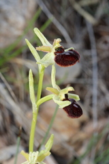 (c) Lídia Carrera, some rights reserved (CC BY) Ophrys sphegodes, photograph (c) Lídia Carrera, some rights reserved (CC BY)