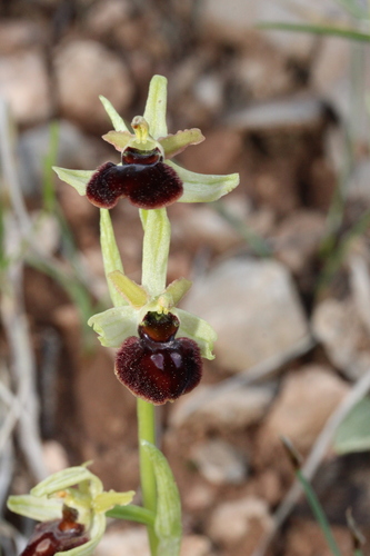 Ophrys sphegodes, photograph 4