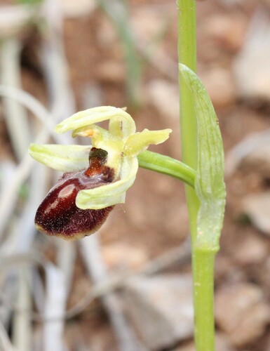 Ophrys sphegodes, photograph 6