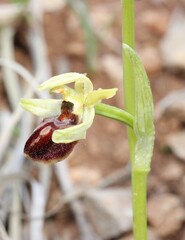 Ophrys sphegodes, photograph (c) Lídia Carrera, some rights reserved (CC BY)