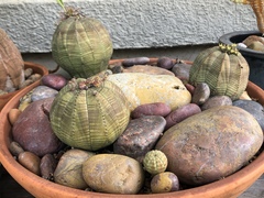Euphorbia obesa