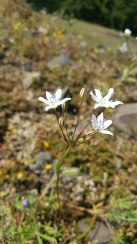 Image of Triteleia lilacina by (c) Jamie Carter, some rights reserved (CC BY)
