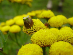 Rhopalomyia tanaceticola