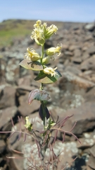Streptanthus diversifolius