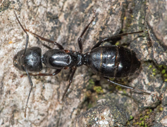 Camponotus laevigatus