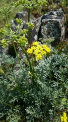 Lomatium utriculatum