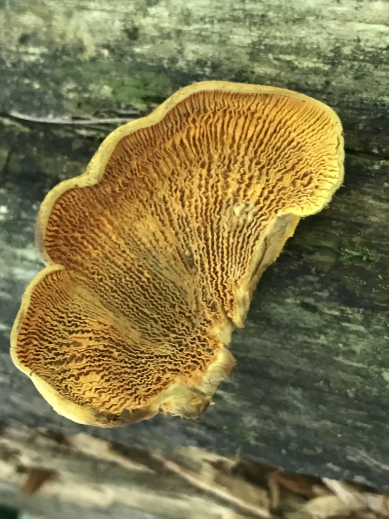 Pseudomerulius curtisii · July 2026 · photo: Photo: (c) Matthew Rozanoff, some rights reserved (CC BY) · iNaturalist