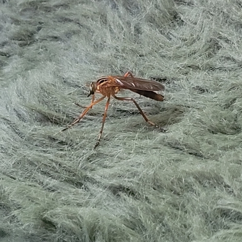 Plain-tailed Hanging Thief
