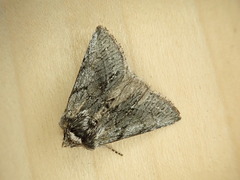 Pleromelloida conserta