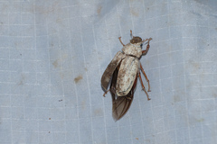 Cyphochilus apicalis