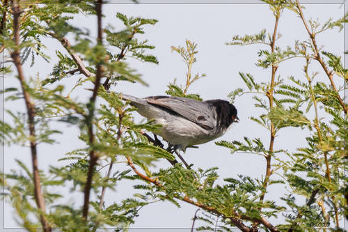 Black-capped Warbling Finch (Microspingus melanoleucus), photo 10