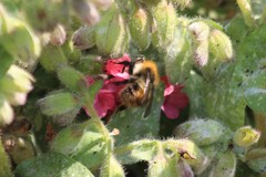 Bombus pascuorum