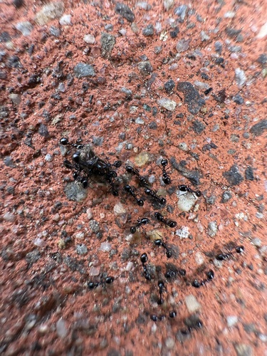 Monomorium ergatogyna