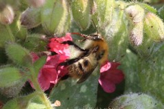 Bombus pascuorum