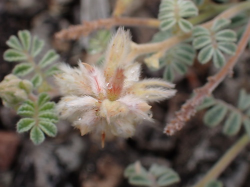 Downy Prairie Clover