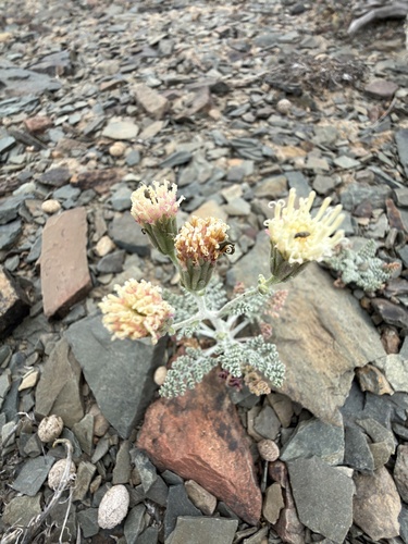 Chaenactis douglasii, photograph 6
