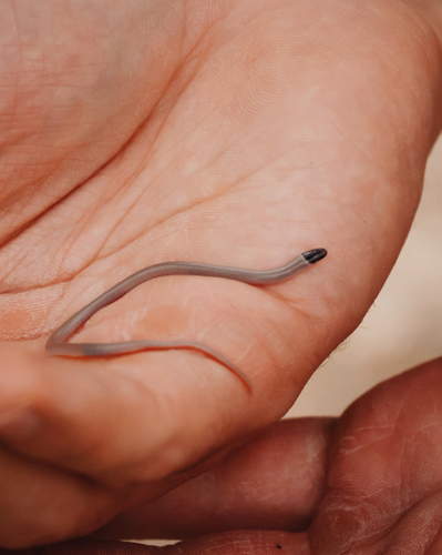 Southwestern Blackhead Snake