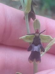 Ophrys insectifera, photograph (c) Anne Heckmann, some rights reserved (CC BY)