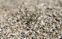 Nemacladus sigmoideus