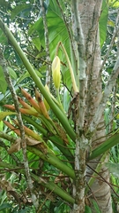 Philodendron sparreorum