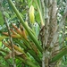 Philodendron sparreorum - Photo (c) ibeliasranch, algunos derechos reservados (CC BY-NC)