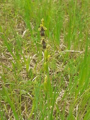 Ophrys insectifera, photograph (c) Anne Heckmann, some rights reserved (CC BY)