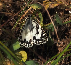 Melanargia titea